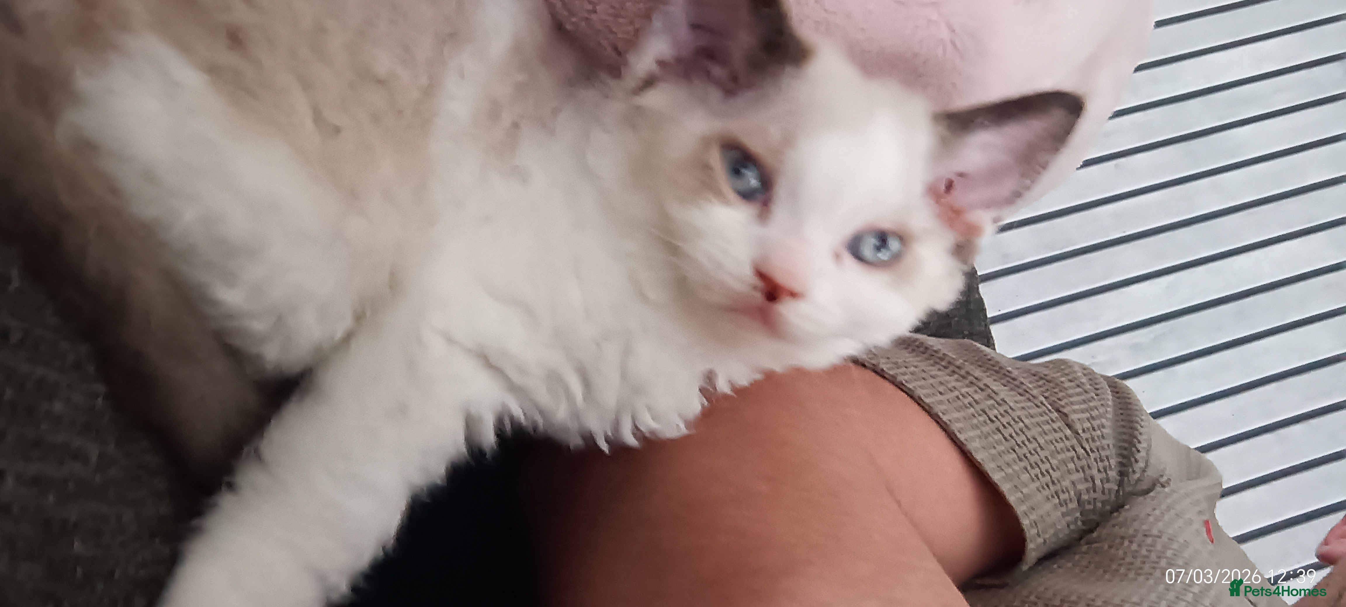 Mixed Breed cats Lovely mixed kittens for sale  - Advert 3