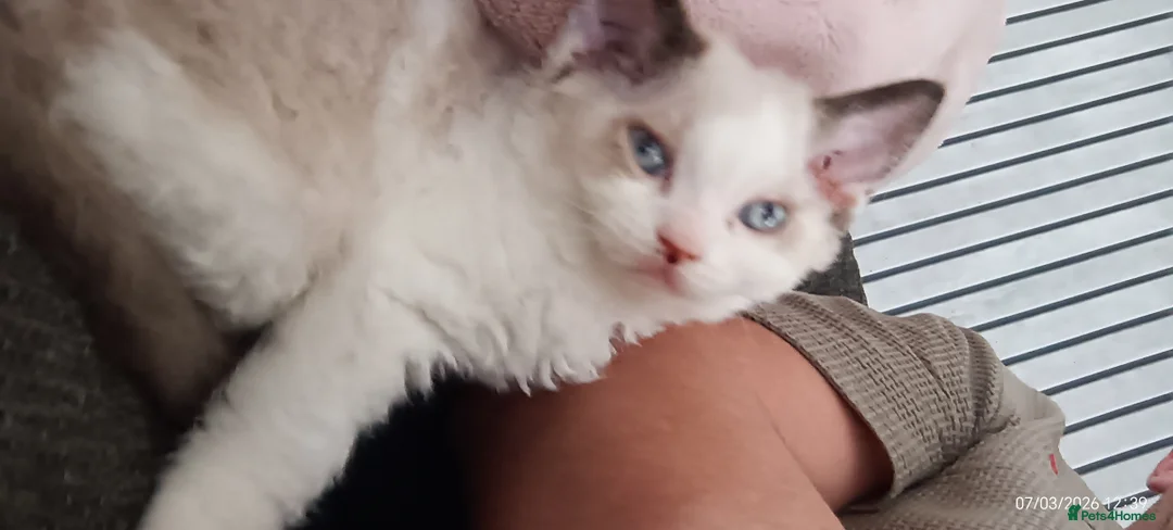 Mixed Breed cats for sale: Lovely mixed kittens for sale  - Advert 1