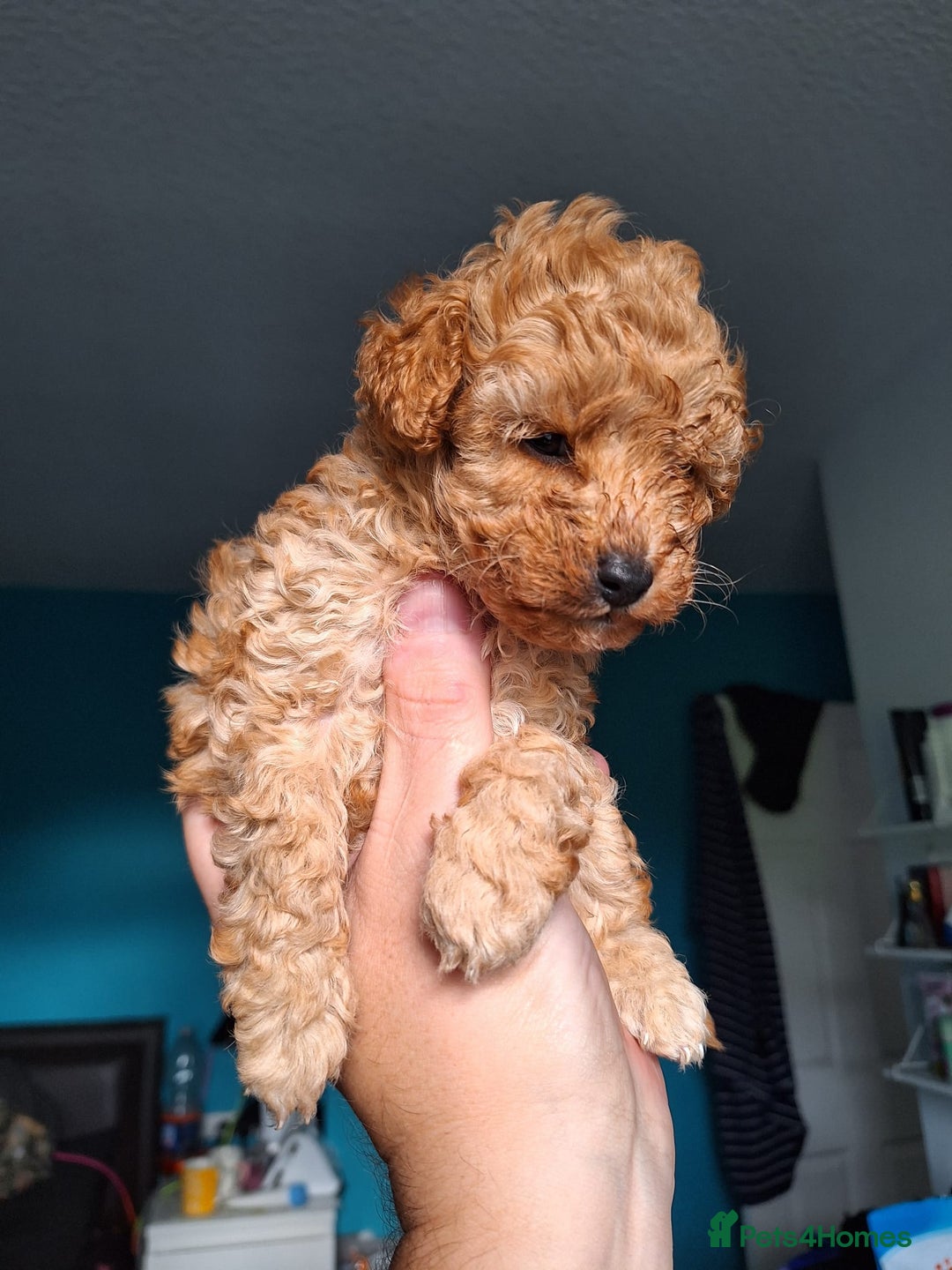 Toy Poodle dogs for sale: Tiny toy poodle female apricot - Image 7