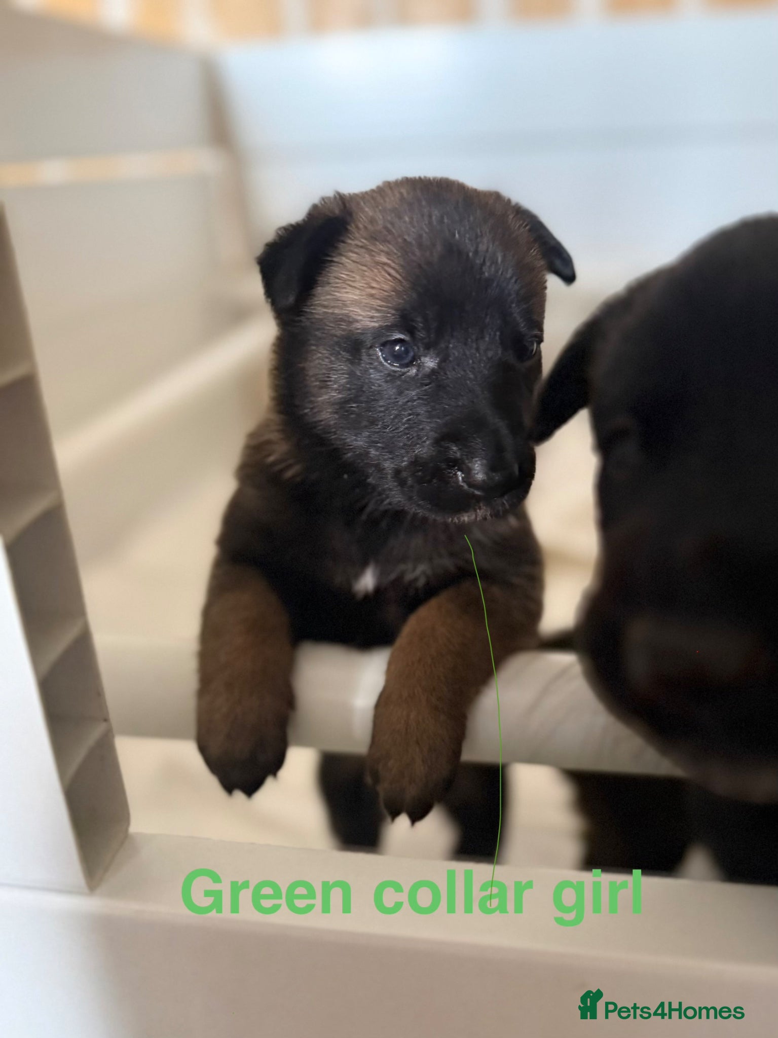 Belgian Shepherd Dog dogs 🔥 BELGIAN MALINIOS PUPPIES FOR SALE 🔥  - Advert 3