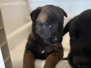 Belgian Shepherd Dog dogs 🔥 BELGIAN MALINIOS PUPPIES FOR SALE 🔥 - Advert 3