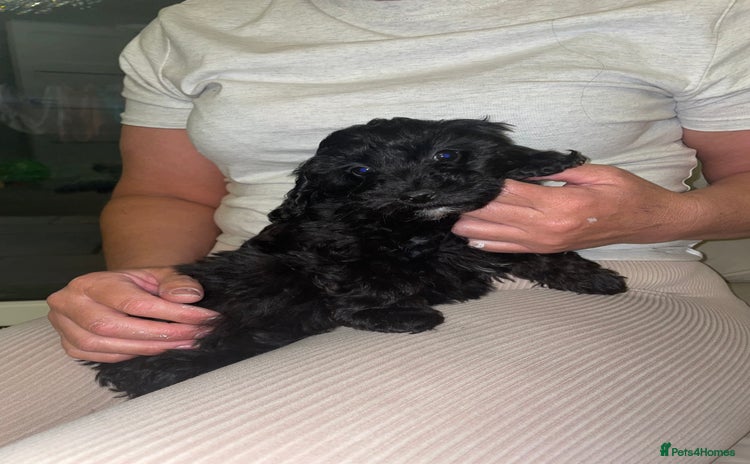 Maltipoo dogs - Advert 12