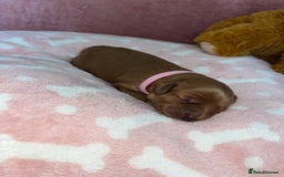 Cockapoo dogs for sale: 🌸3 gorgeous Chunky Cockapoos 🌸 - Image 32