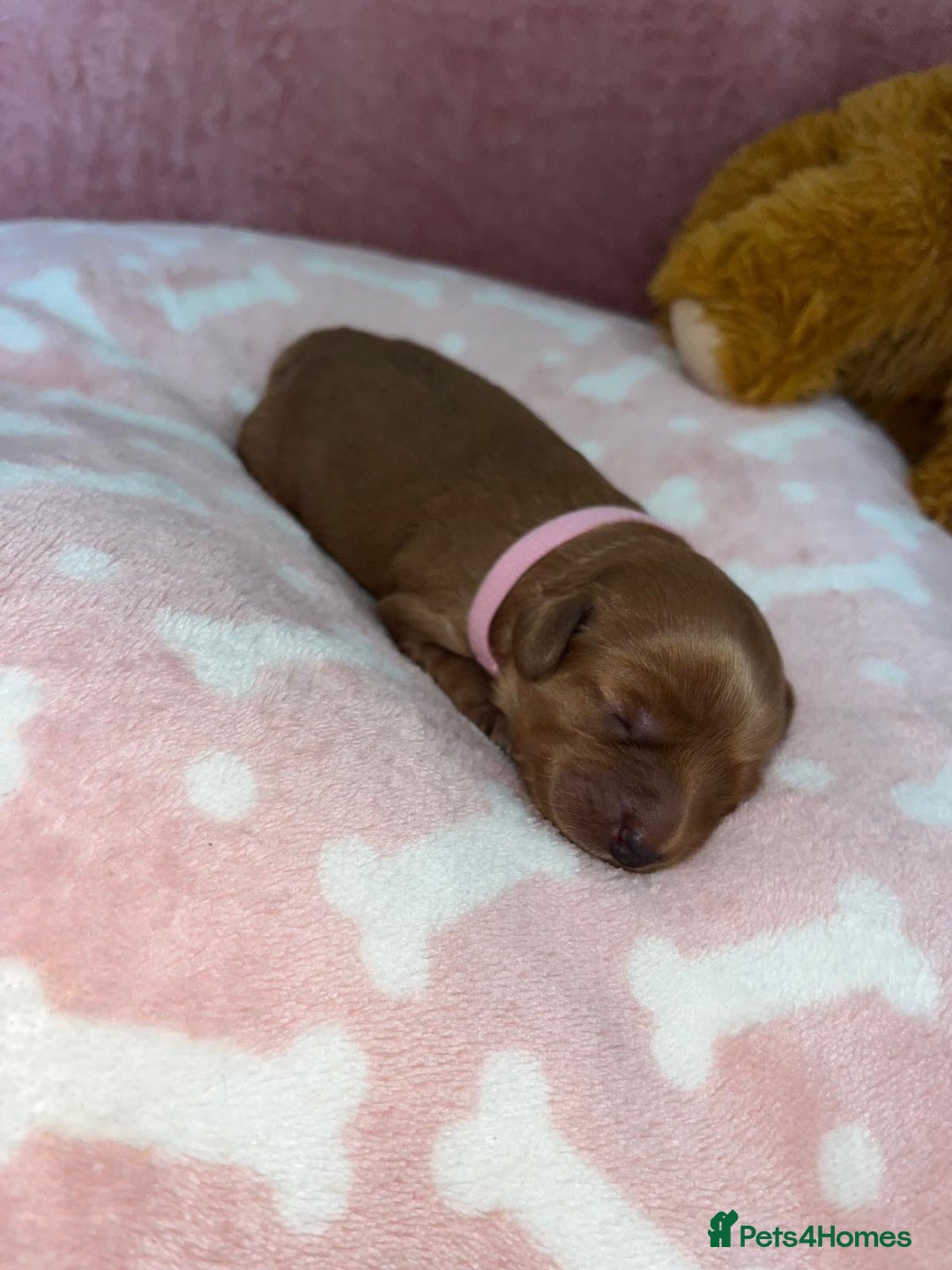 Cockapoo dogs for sale: 🌸3 gorgeous Chunky Cockapoos 🌸 - Image 32