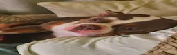Mixed Breed dogs for sale: Pocket bully in Scunthorpe - Advert 1