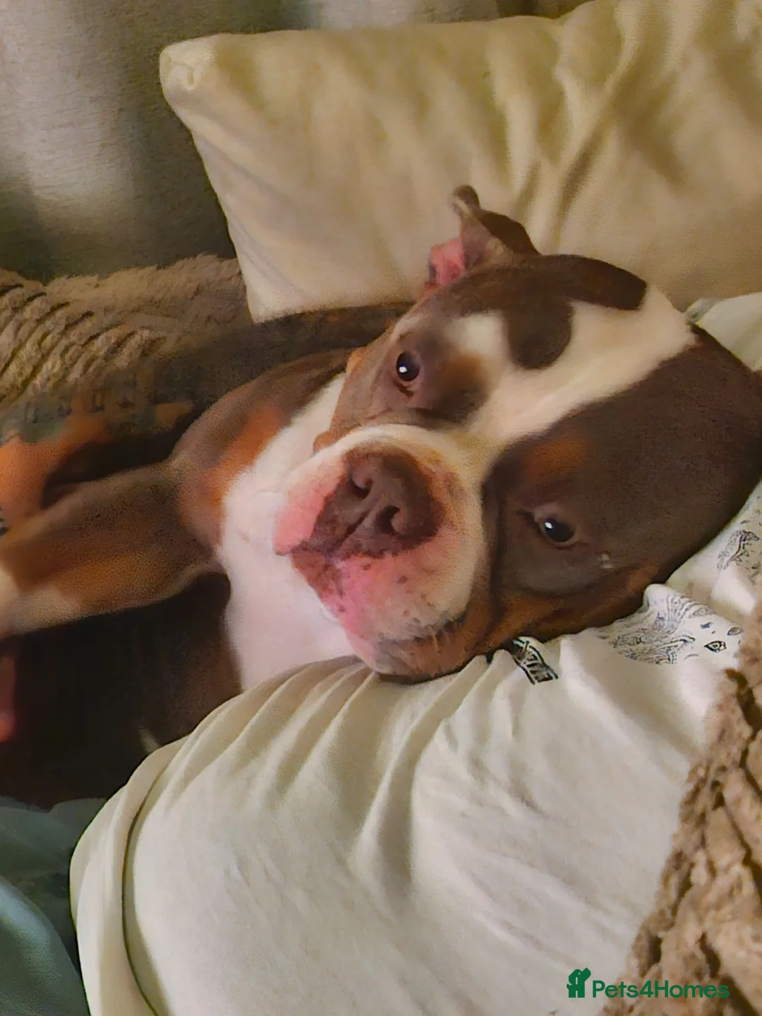 Mixed Breed dogs for sale: Pocket bully in Scunthorpe - Advert 1