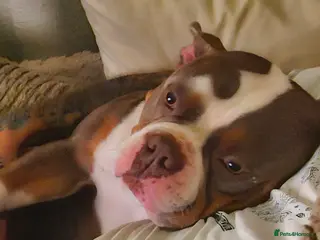 Mixed Breed dogs 3 year old male Pocket bully - Advert 1