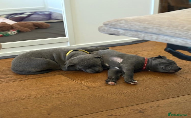 Staffordshire Bull Terrier dogs - Advert 3