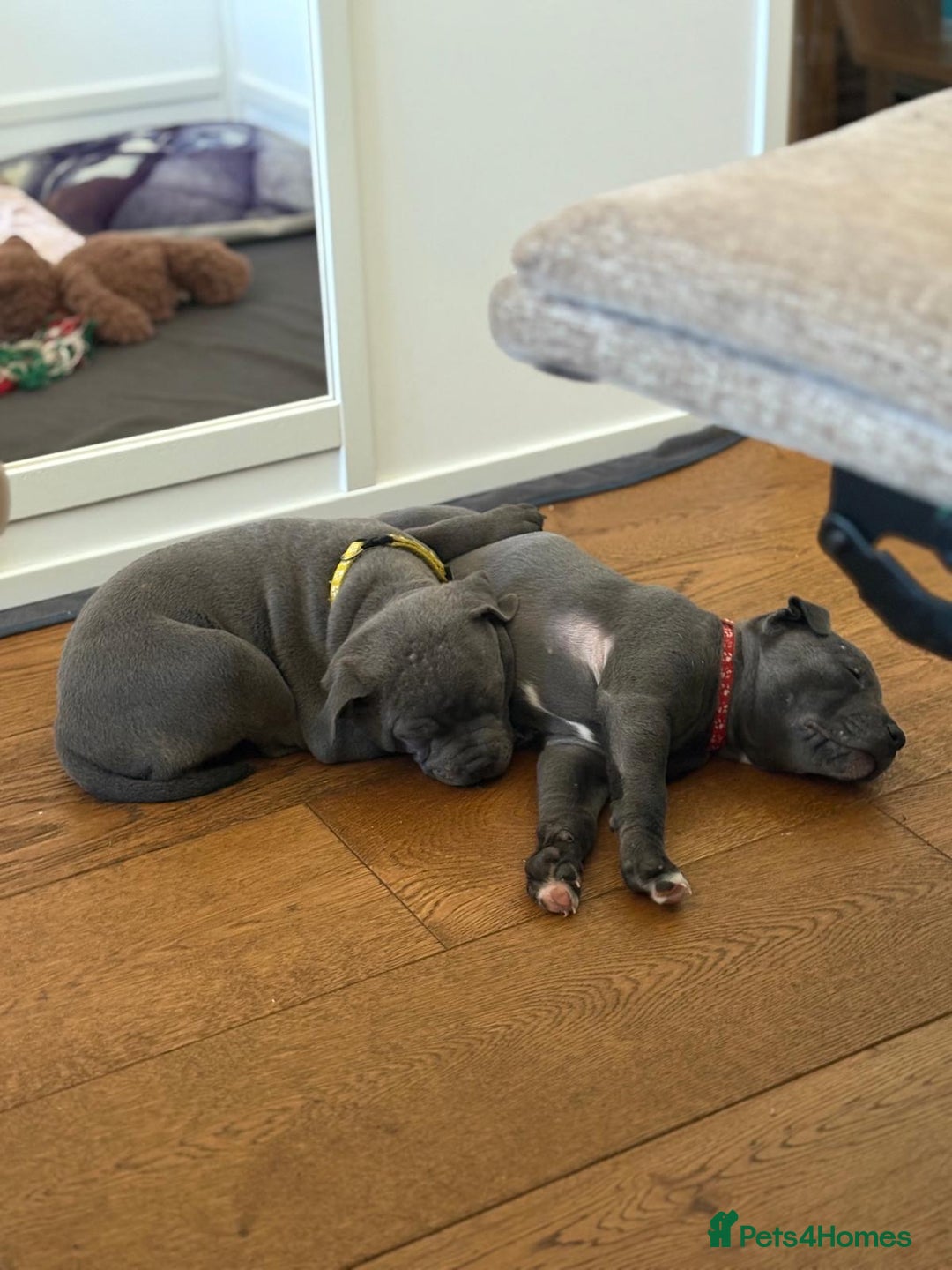 Staffordshire Bull Terrier dogs for sale: REDUCED * Kc registered Staffordshire blue terrier - Image 1