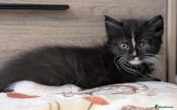 Maine Coon cats for sale: Maine Coon - Image 7