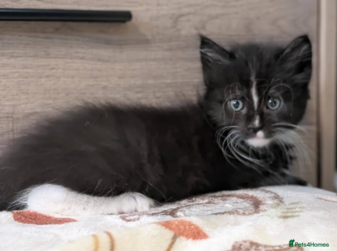 Maine Coon cats for sale: Maine Coon - Image 7