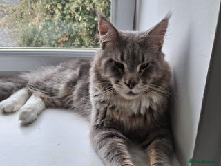 Maine Coon cats Male Maine Coon - Advert 1