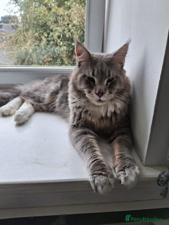 Maine Coon cats Male Maine Coon - Advert 5