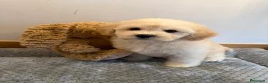 Poochon 3