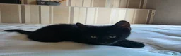 Domestic Shorthair cats for sale: ×2 Black (M) Kittens fully vax flead and dewormed - Advert 2