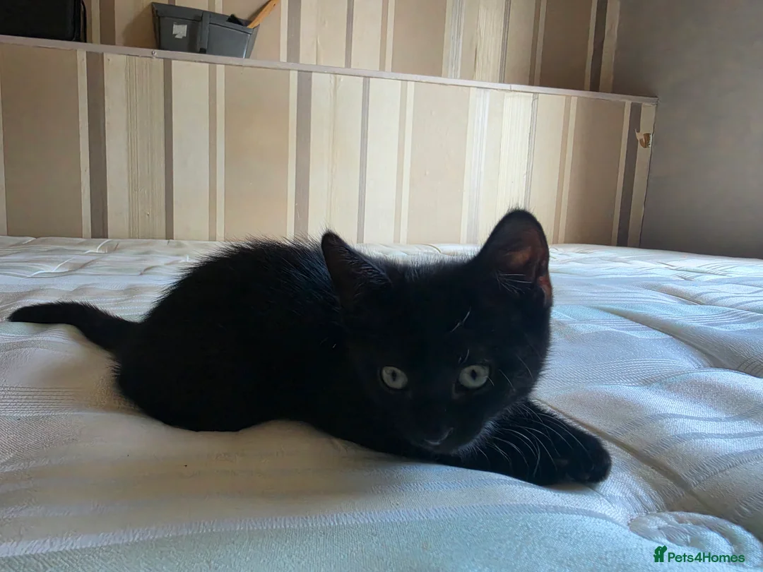 Domestic Shorthair cats for sale: ×2 Black (M) Kittens fully vax flead and dewormed - Advert 2