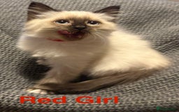 Ragdoll cats for sale: Ragdolls kittens- - Advert 21