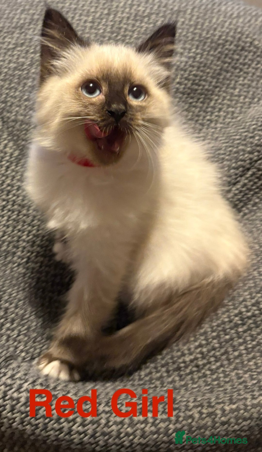 Ragdoll cats for sale: Ragdolls kittens- - Advert 21