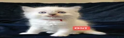 Ragdoll cats for sale: 3 girls and 2 boys ragdoll kitten ready 4 new home in Welwyn Garden City - Advert 21