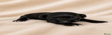 Cocker Spaniel 1