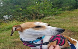 Mixed Breed dogs for adoption: Meet Bambi, currently residing in Sheffield - Image 10