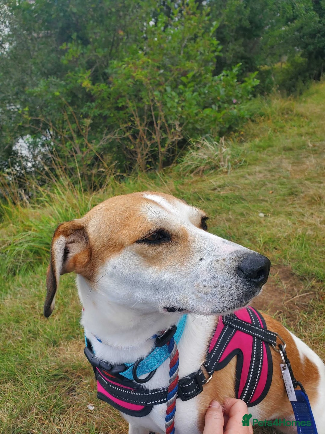 Mixed Breed dogs for adoption: Meet Bambi, currently residing in Sheffield - Image 10