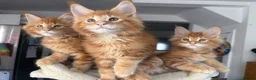 Maine Coon cats for sale: Ready Now TICA Registered Maine Coon Kittens Red - Advert 3