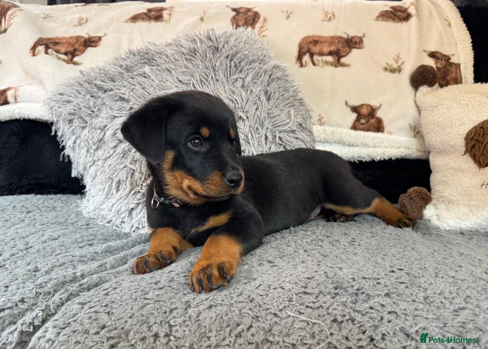Rottweiler dogs Rottweiler Pups ready to leave  - Advert 2