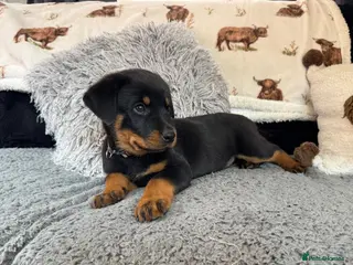 Rottweiler dogs Rottweiler Pups ready to leave - Advert 2