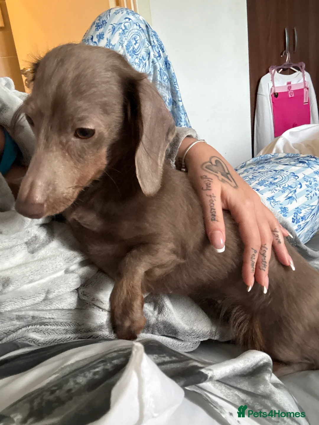 Miniature Dachshund dogs for sale: Long haired mini dachshund looking for forever hom - Advert 7