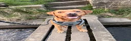 Cockerdor dogs for sale: Last Male Cockerdor 🐾🐶 - Advert 10