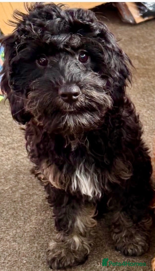Cavapoo dogs Stunning cavapoo pups - Advert 1