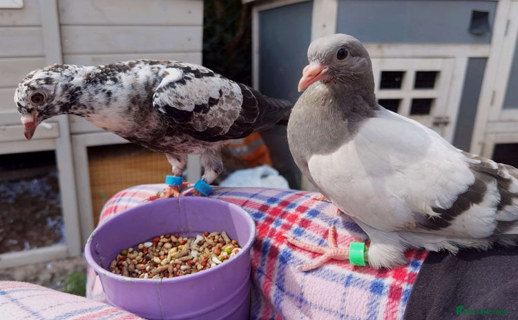 Pigeons birds - Advert 1