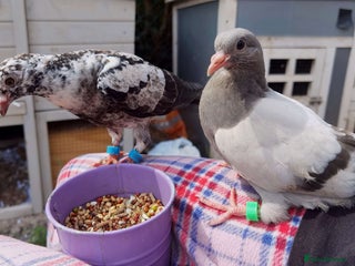 Pigeons birds - Advert 9