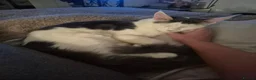 Maine Coon cats for sale: Lior-TICA Registered Maine Coon, 9Months-Rehoming - Advert 8
