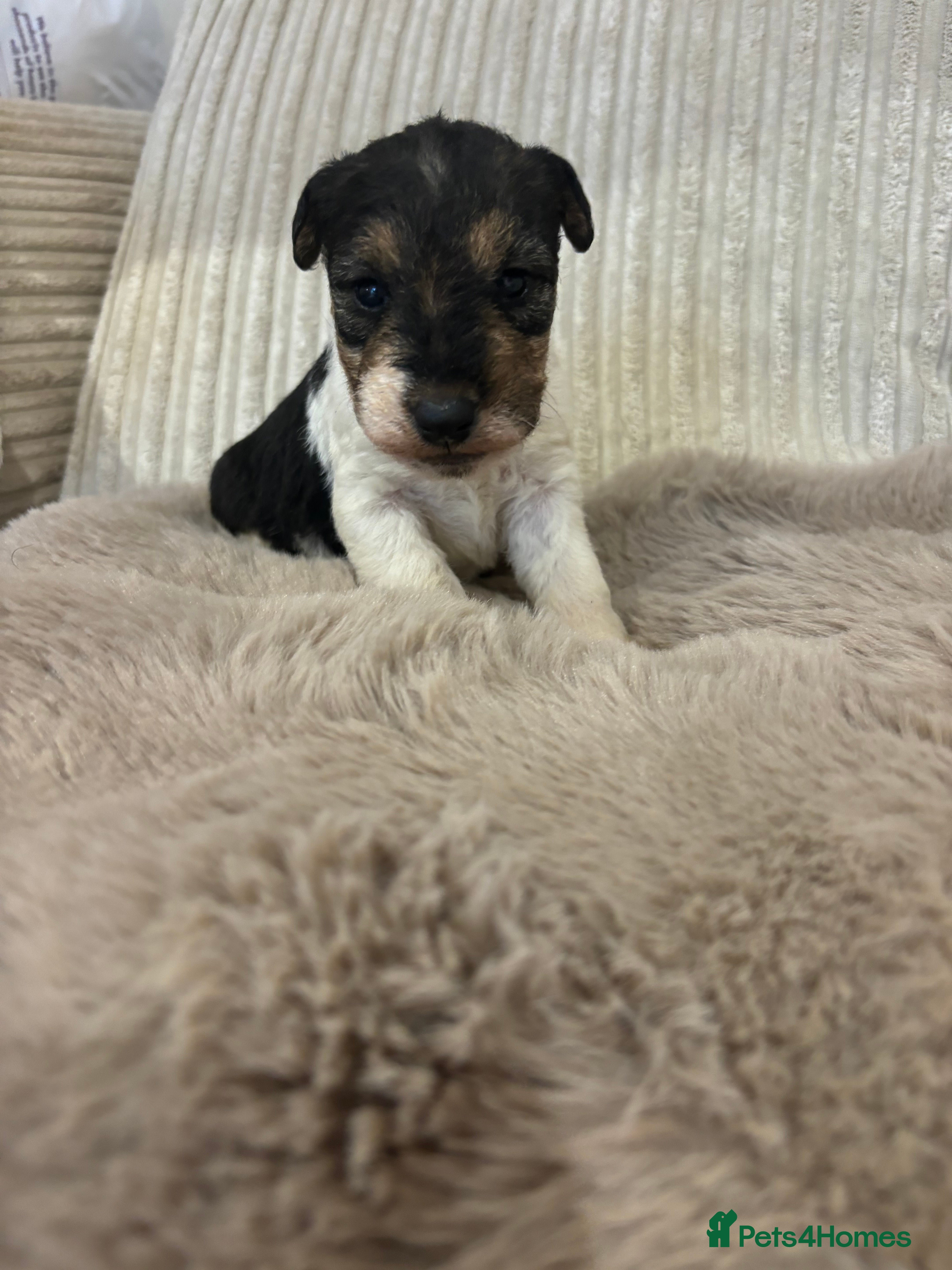 Fox Terrier dogs *Wire Haired Fox Terrier Pups* - Advert 1
