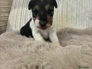 Fox Terrier dogs *Wire Haired Fox Terrier Pups* - Advert 5