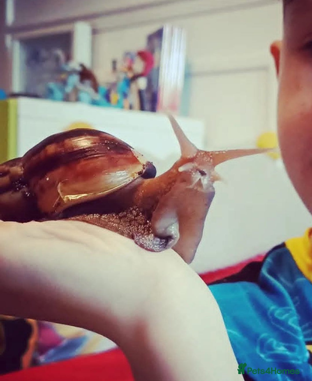 Snails invertebrates for sale: Giant African Land Snail  - Advert 1