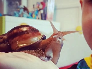 Snails invertebrates Giant African Land Snail - Advert 1