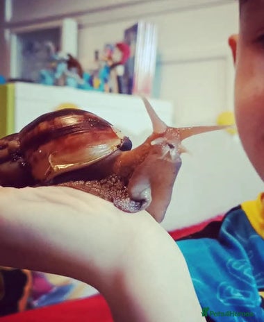 Snails invertebrates Giant African Land Snail - Advert 1