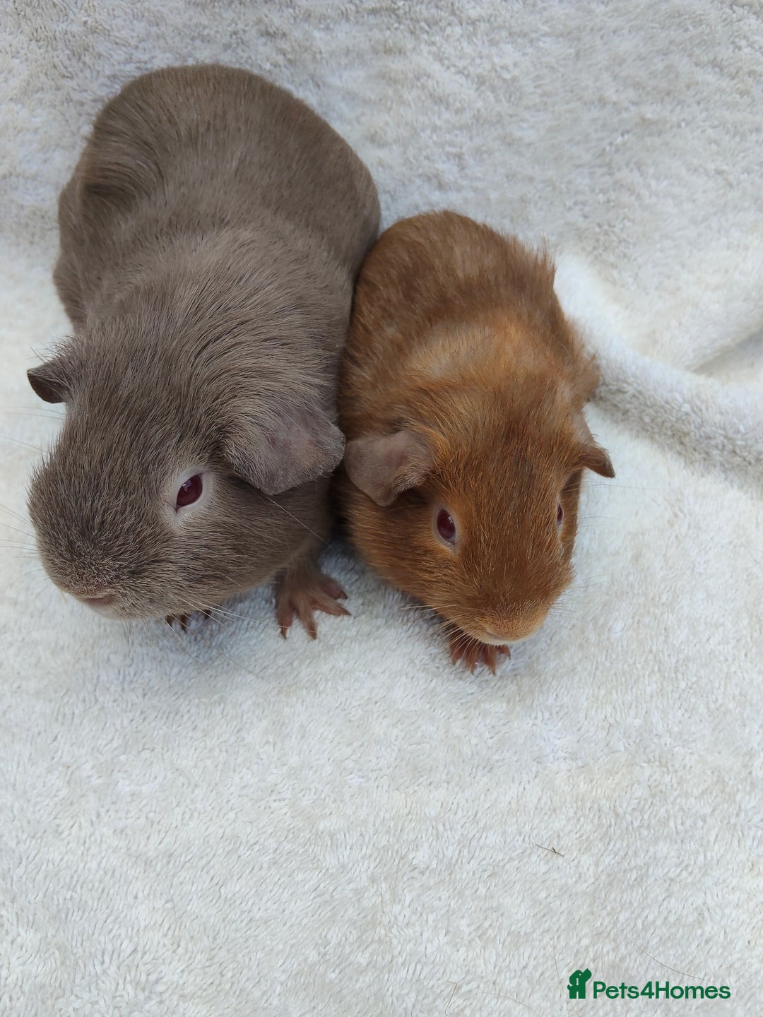 Guinea Pig rodents for sale: Guinea pig pairs for sale  - Image 4