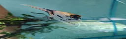 Angelfish fish for sale: Loads angelfish , breeding pairs - Advert 3