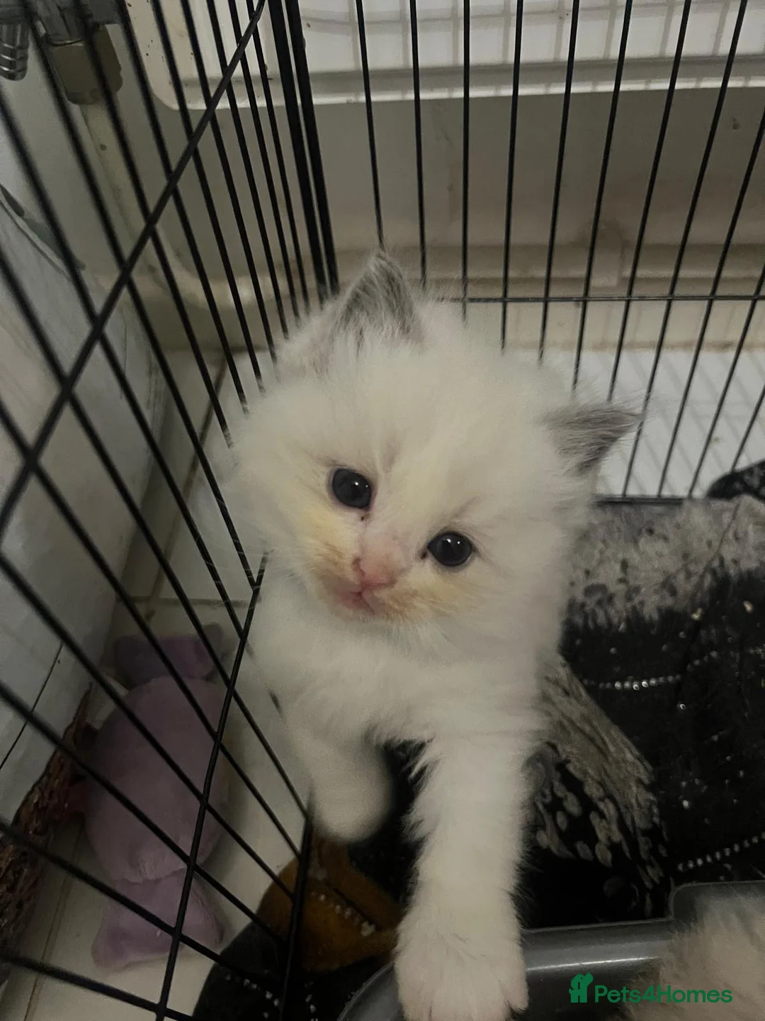 Ragdoll cats for sale: Beautiful Ragdoll Kitten looking for His new home - Advert 1