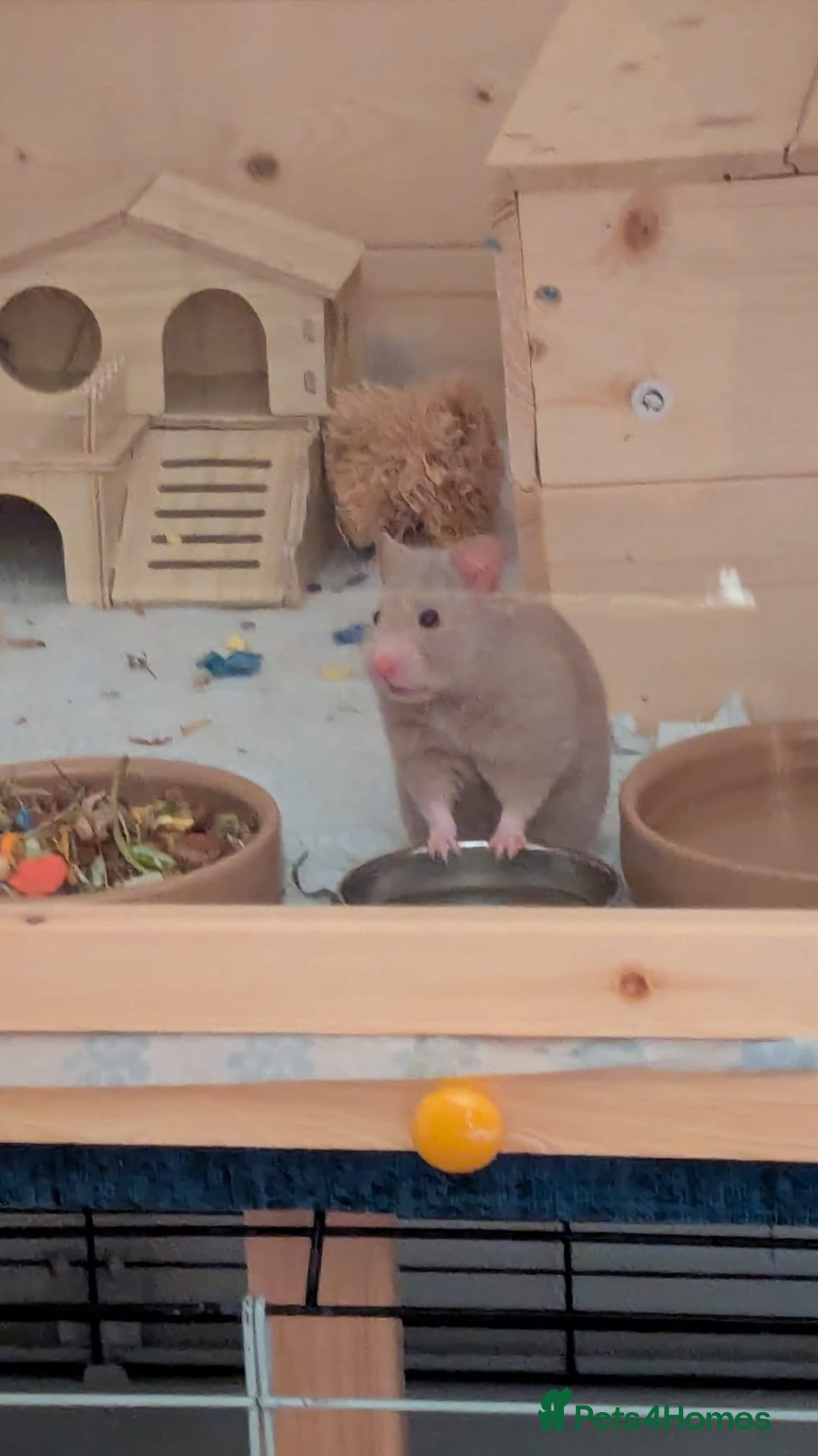 Hamster rodents Syrian Hamster to re-home  in Penrith - Advert 4