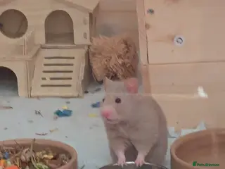 Hamster rodents Syrian Hamster to re-home in Penrith - Advert 4