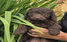 Sproodle dogs for sale: Gorgeous Chocolate Sproodle Puppies - Image 30