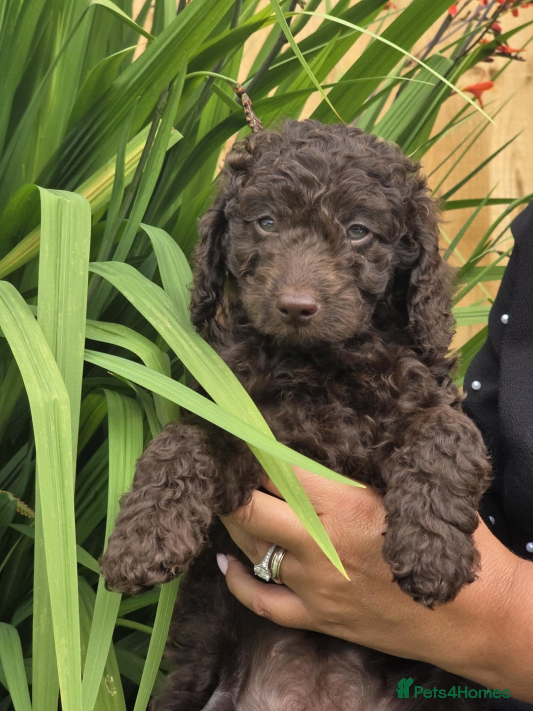 Sproodle dogs for sale: Gorgeous Chocolate Sproodle Puppies - Image 30