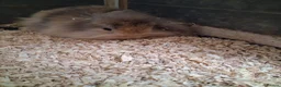 Mini Lion Lop rabbits for sale: Mini lop x lion heads - Advert 11