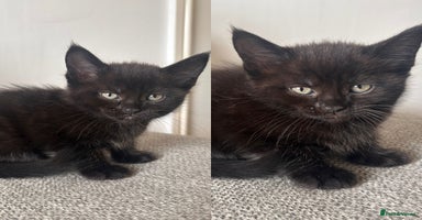 Maine Coon cats - Advert 3