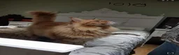 Maine Coon cats for sale: Xl Maine coon kittens health tested parents Tica R - Advert 15